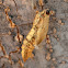 Swallowtail cocoon