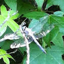 Blue Dasher