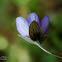liverwort, przylaszczka pospolita