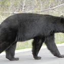 American Black Bear