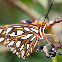 Gulf Fritillary