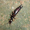 Earwig