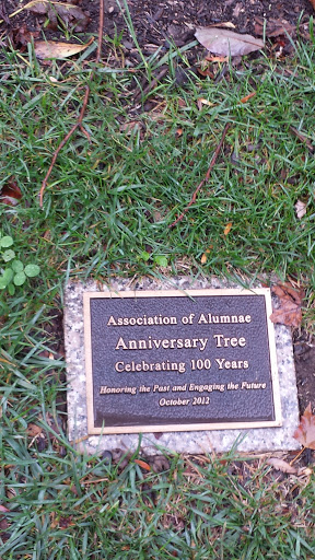 Alumni 100 Year Anniversary Tree