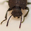 Dusty Maize Beetle
