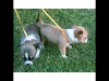 Chihuahuas Miniatura 100 Puros