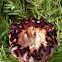 Oleanderleaf Protea