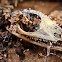 Brown Cuban Anoles Skull