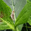 Grasshoper