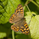 Speckled Wood