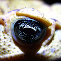 Cane toad, Sapo Cururu (PT-BR)
