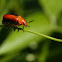 Clay-colored Leaf Beetle