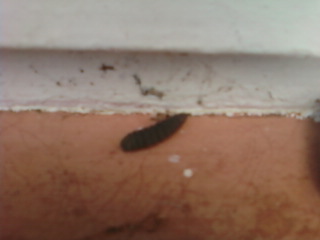Spotting Image 1