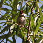 Jilguero/European goldfinch