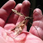 Tipula maxima