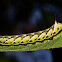 Hawk Moth Caterpillar