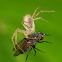 Misumena vatia