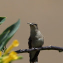 Costa's Hummingbird (female)