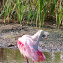 Roseate Spoonbill