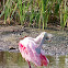 Roseate Spoonbill