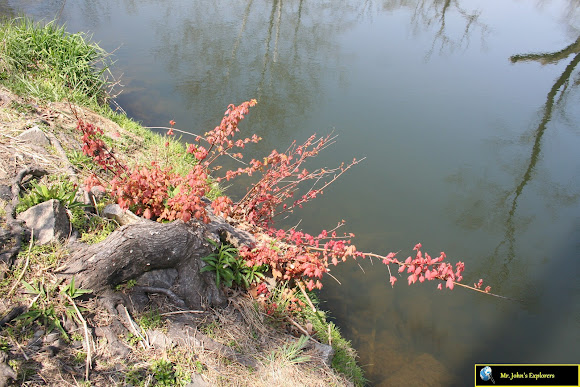 Spotting Image 1