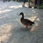 Mallard