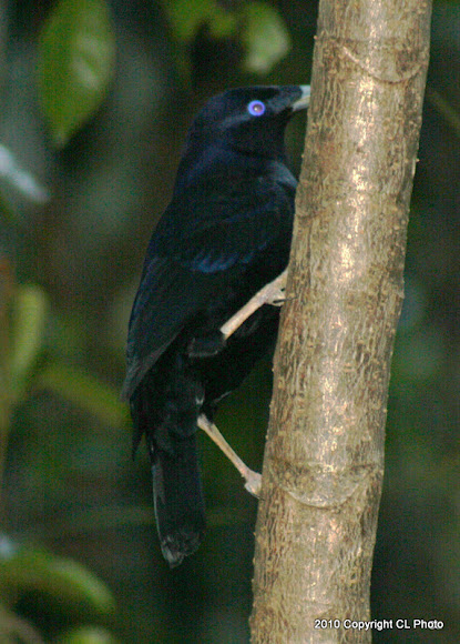 Spotting Image 1