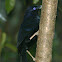 Satin Bowerbird MALE