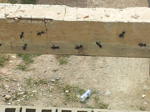 Ants Mural
