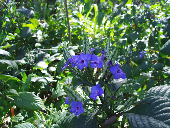 Spotting Image 1
