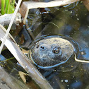 Snapping turtle