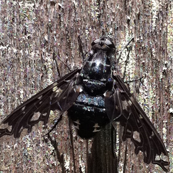 Spotting Image 1