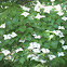 Kousa Dogwood