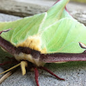 Luna Moth