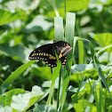 Eastern Black Swallowtail