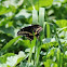 Eastern Black Swallowtail