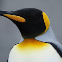 King Penguin