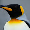 King Penguin