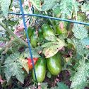 Tomato (var. San Marzano)