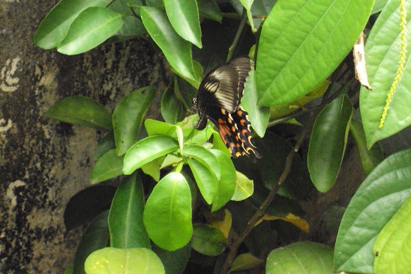 Spotting Image 1