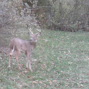 White-Tailed Deer