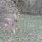 White-Tailed Deer