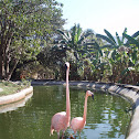 Flamingo