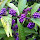 Purples in Nature of Ontario 