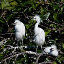 Cattle Egret (hatchlings & mother)ulcus ibis