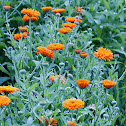 pot marigold