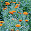 pot marigold