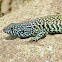 Lagartija Verde (Macho) / Jewel Lizard (Male)