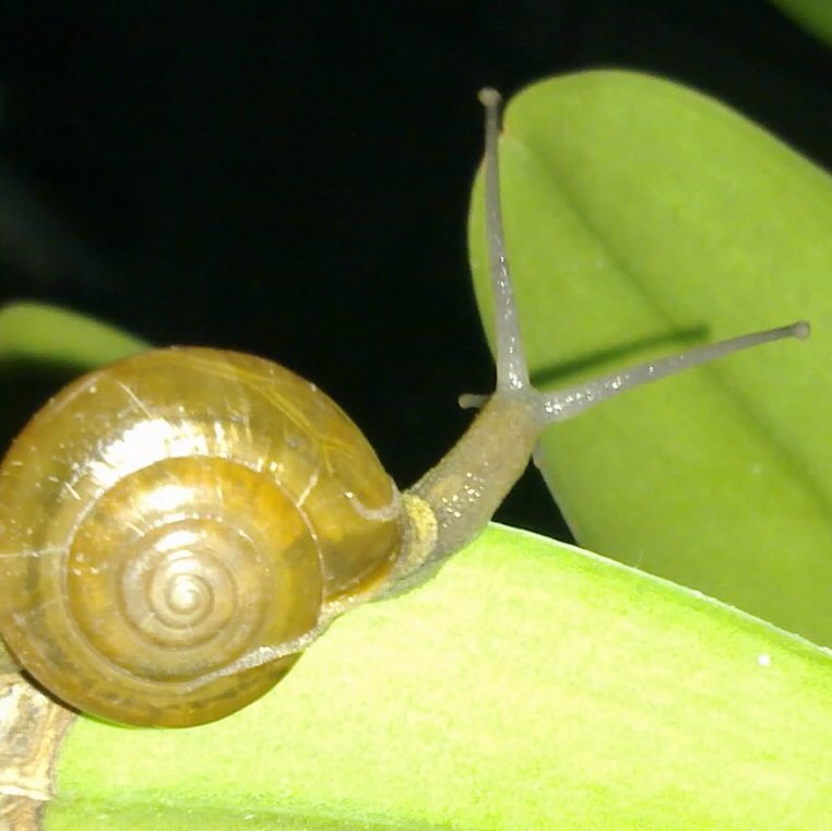 Snail