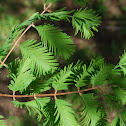 Dawn Redwood
