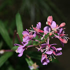 Fireweed